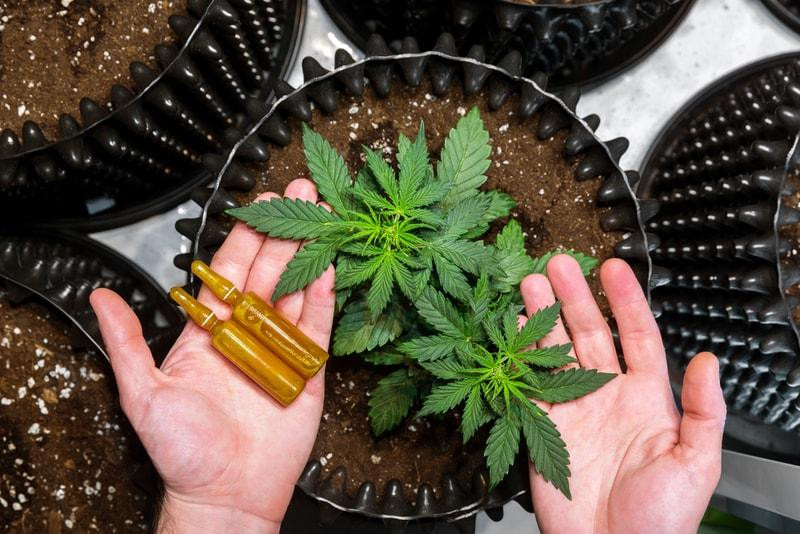 Is Medical Marijuana a Safe Alternative to Traditional Medications?